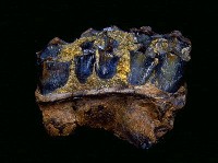 藏品(鹿左上頷帶)的圖片